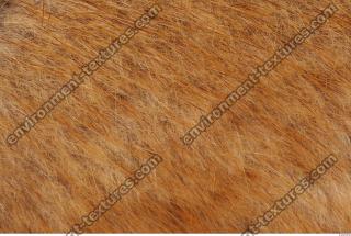 muskrat fur 0001